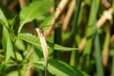 Blue Dasher