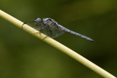 Blue Dasher