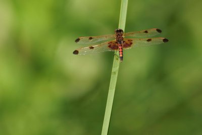 Calico Pennant