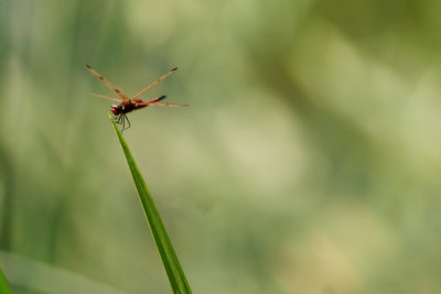 Calico Pennant