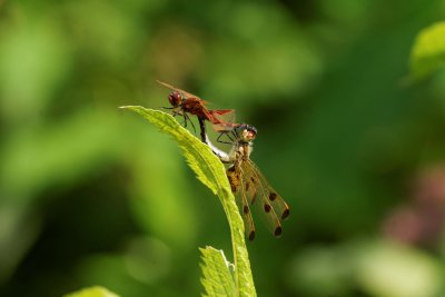 Calico Pennants Mating