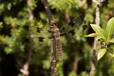 Common Whitetail-female