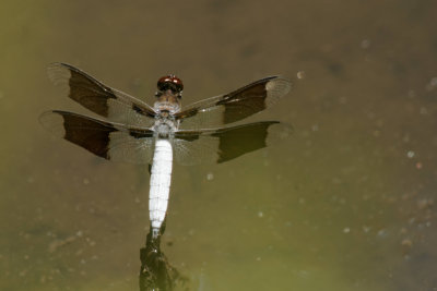 Common Whitetail