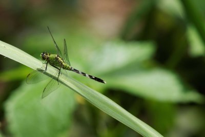 Eastern Pondhawk-female