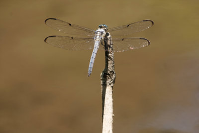 Great Blue Skimmer