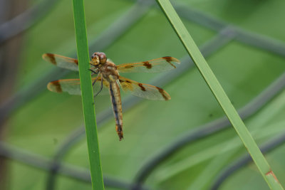Painted Skimmer