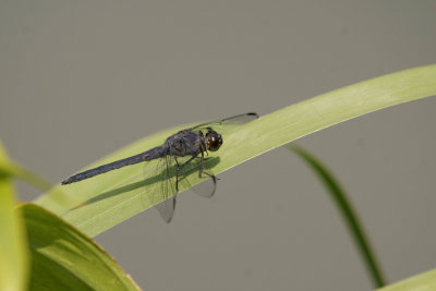 Slaty Skimmer