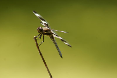 Twelve-spotted Skimmer