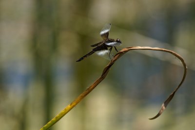 dragonflies