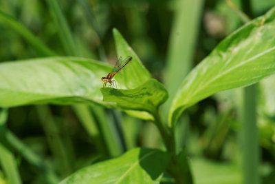 Eastern Forktail-Immature female