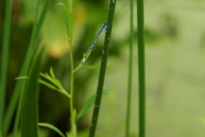 Familiar Bluet