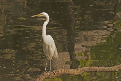 Cattle Egret