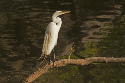 Cattle Egret