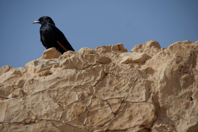 grackles_blackbirds_orioles