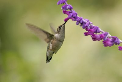 hummingbirds