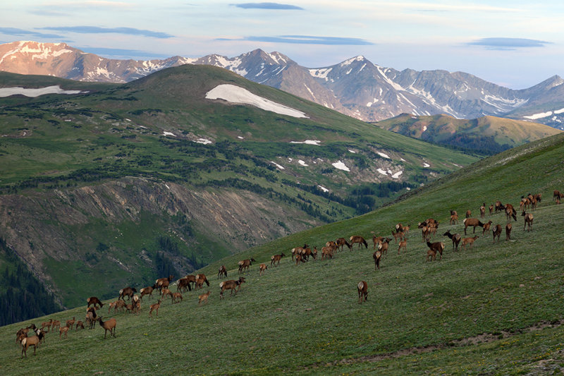 Elk Herd Grazing: RMNP