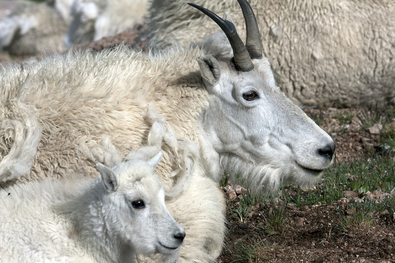 Companionship-Mt. Evans