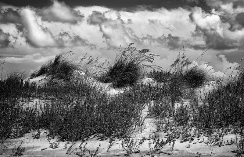 Sea Oates And Sand Dunes, North Carolina