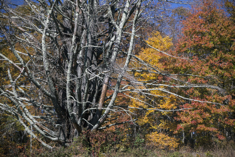 Blue Ridge Parkway Autumn Colors photo - Dave Petersen Photography