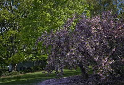 Spring Blooms Near The War Memorial