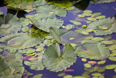 Water Lillies On Pandapas Pond
