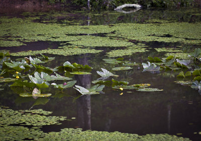 Spring Reflections On Pandapas Pond