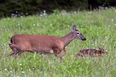Mother And Fawn