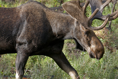 A Bull Moose On The Move-Green Ridge