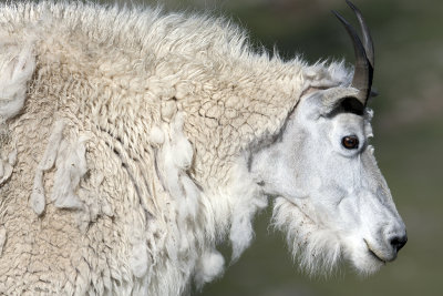 A Rocky Mountain Goat: Mt. Evans