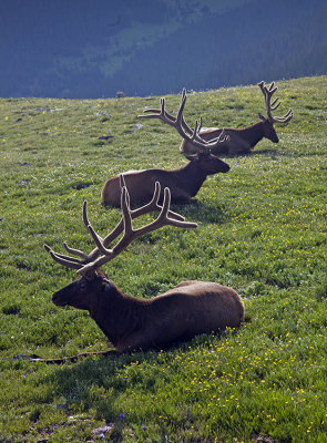 Three Elk Resting: RMNP