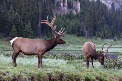 Two Bull Elk