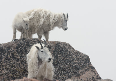 Mountain Goats And Fog On  Mount Evans