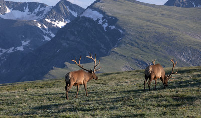 Grazing The High Country-RMNP