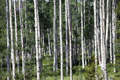 Stand Of Aspens