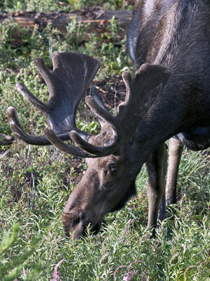 A Bull Moose Grazing-Green Ridge