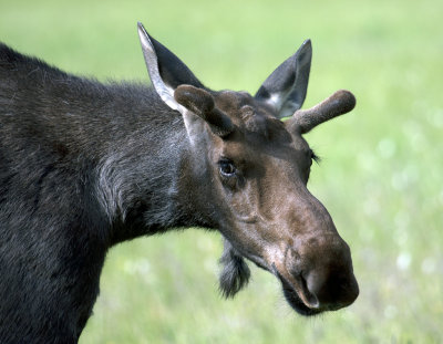 A Young Bull Moose-Near Kawuneeche-RMNP