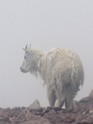 At Home In The Fog On Mt. Evans