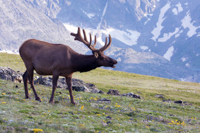 Call Of The Wild- RMNP