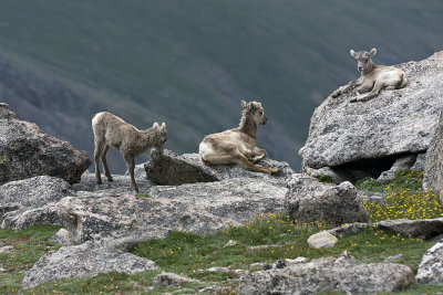 Young Big Horn Sheep On Mt. Evans