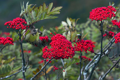 Mountain Ash Berries