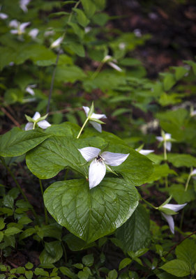 Trillium In Early Bloom