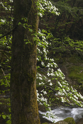 Dogwoods Beside Laurel Creek