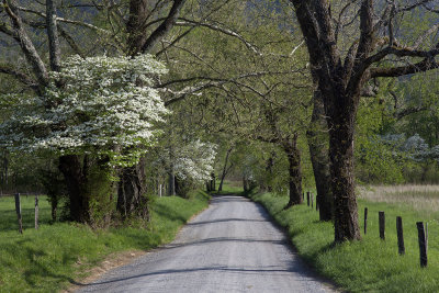 Blooming Dogwoods In Cades Cove