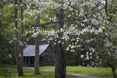 Dogwoods And Cabin