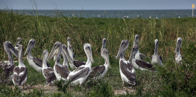 Young Pelicans On Beacon Island-Near Portsmouth