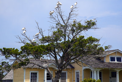 Some Of The Last Residents