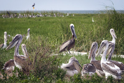 Life On Beacon Island-A Return Of The Pelicans To The Outer Banks