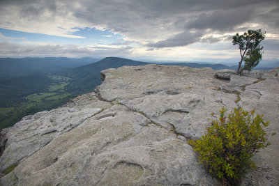 A Determined Bush On Mcafee Knob