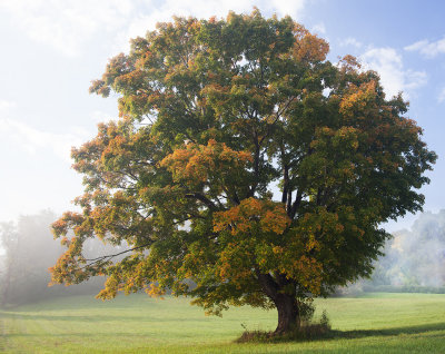 Fall Maple And Morning Fog