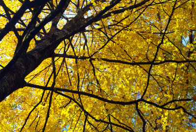 A Canopy Of Yellow